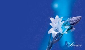 Oriental Blooms | Nature Against Vibrant Backdrops