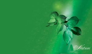 Beautiful summer leaves and oriental temple on a green background