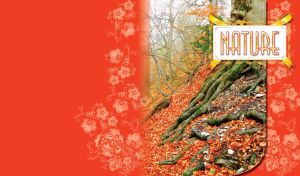 Long tree roots in the forest