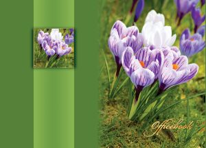 Beautiful crocus vernus on a green grass