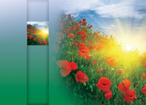 Beautiful red poppies with sun rays behind