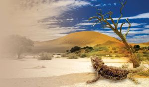 Nature's Harmony | Scenic Wonders | Lizard, Eagle and Butterfly