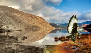An eagle landing near a mountain lake