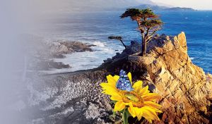 Rare tree on the sea rock with sunflower and blue butterfly
