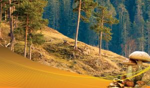 Woodland slope with two mushrooms closeup and wavy mesh decor