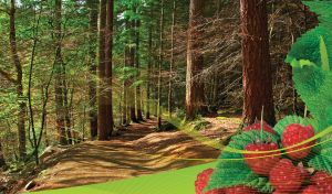 Brown green woodland of tall trunks on a slope with raspberries closeup and wavy mesh decor