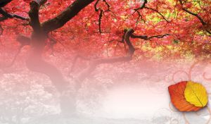 Flamingo red tree in a foggy park