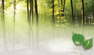 The morning in a green foggy forest with illuminated trees