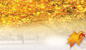 The morning in a foggy golden park with illuminated trees