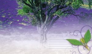 A green tree against the background of a foggy lavender field