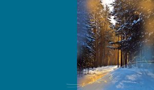 Seasons in Forest | Tranquil scenes against monocolored background