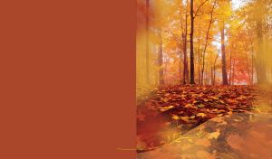 Fallen autumn leaves cover the golden forest on a gray foggy day