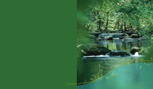 Crystal clear river flows over a moss-covered rocks in a green summer forest