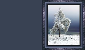 Picture of a lone white tree, covered with snow and ice on dark gray