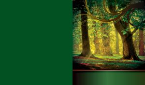 Sun rays break through the green dense forest of tall trees