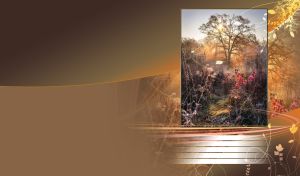 Autumn tree illuminated by sunset on an ocher-brown gradient