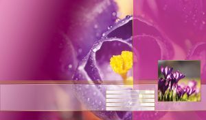 Miniature of a lawn with violet crocuses on a pink closeup of a crocus bud