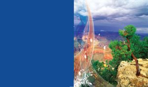 Green lone tree at the edge of a cliff, under which the endless forests