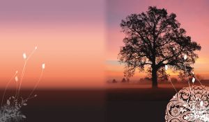 Silhouette of a huge tree in a misty field against an orange-pink sunset