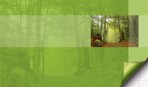 Mild zone forest footpath covered with brown dry leaves hidden in the green trees