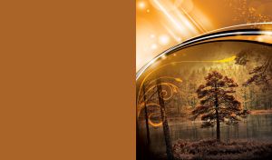 Tree on the river bank in the ocher coniferous forest under a dome