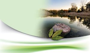 Green leaf on a stone in a clear lake reflecting trees, stone hills and a blue sky