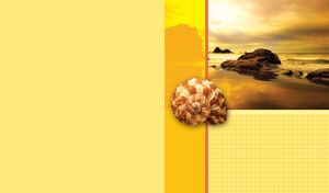 Seashell Vistas | Coastlines & Seashells on Pastel