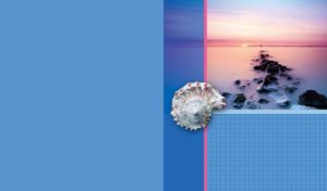 White seashell against the stones in the shallow water in the blue-pink twilight