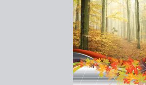 Light brown autumn forest in the mist embellished with pattern of fallen leaves