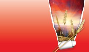 Sunrise Symphony | Flowers and Spikelets on Landscapes Revealed Behind Torn Wallpapers