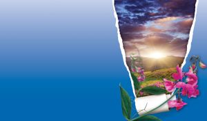 Pink sweet pea against a bright sunrise over a mountain meadow