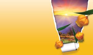 Sandersonia bulbs against a bright yellow sunrise over a mountain valley