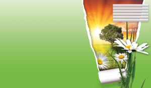 White daisies against a bright orange sunrise over a tree in a green field