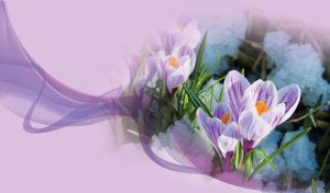 Spring purple crocus flowers with green leaves in melted snow on pastel purple