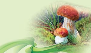 Summer porcini mushrooms pair in the grass and moss on a pastel green background
