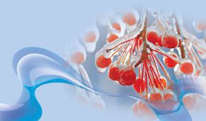 Winter bunch of the red and ice-crusted rowan berries on a pastel blue background