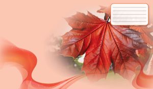 Autumn red maple leaf in the sun rays on pastel peach background