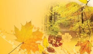 Gold rustle with yellow forest trees