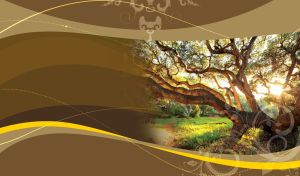 Trees in Seasonal Sunlight | Nature's Seasons on Colorful Palette Designs