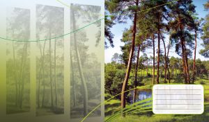 Blue pond in a coniferous forest with light green vertical monochrome panes