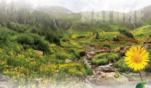Two streams run down a green hill into a valley of yellow wildflowers
