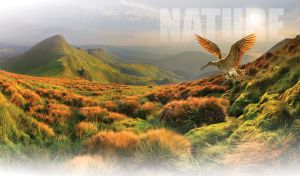 Long billed curlew flies over the brown hair grass in a green valley at sunrise