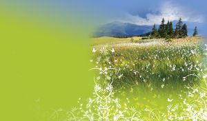 Gradient Landscapes | Seasonal Mountain Scenes with Intricate White Details