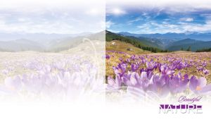 Valley of purple crocuses on pastel white floral backdrop