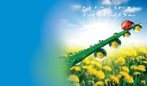 Ladybug on a blade of grass covered with dew in a field of yellow dandelions