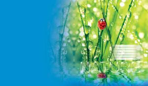 A ladybug in green grass covered with dew, reflected in a blur of blue water