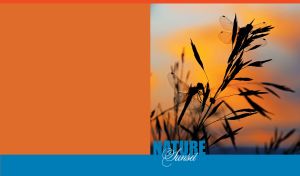 Nature Sunset | Silhouettes & Reflections in Warm Ochre Shades