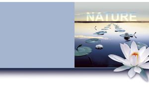 A white lotus on a leaf path on a calm water on pastel gray-blue background