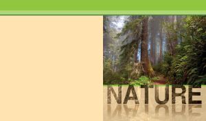 A mysterious coniferous overgrown forest on a beige-yellow backdrop