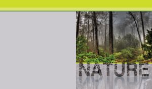 A mysterious misty forest with green bushes on a pastel grey backdrop